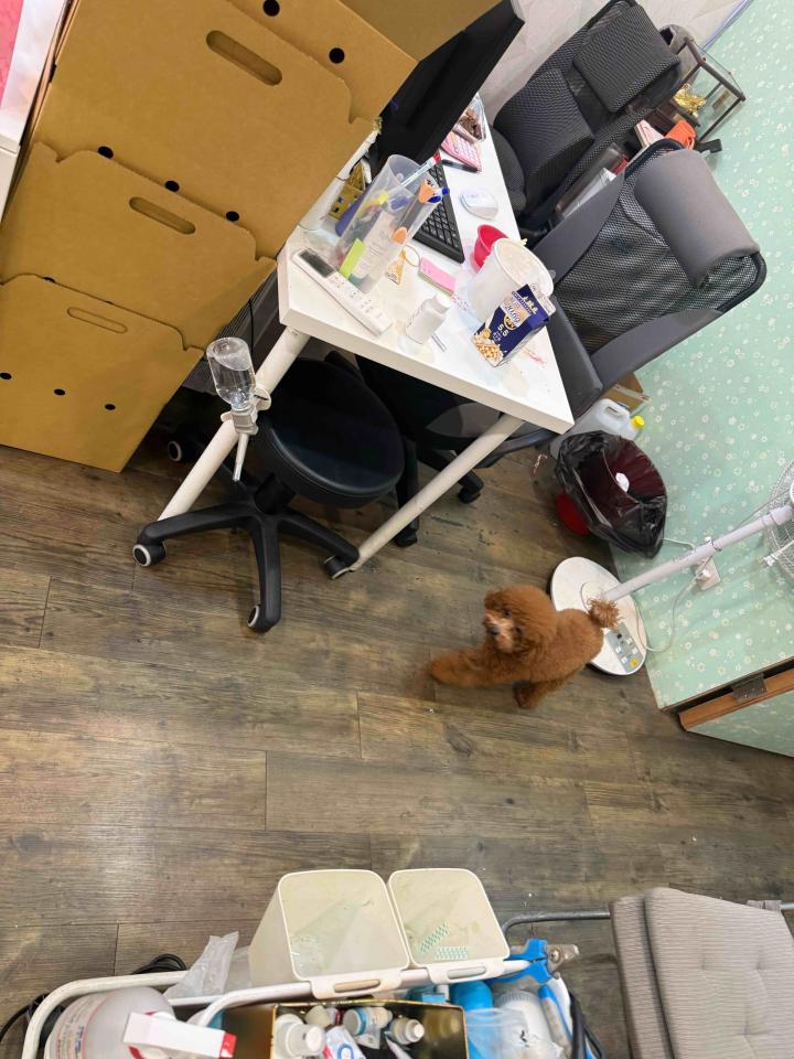 地板施工案件圖片