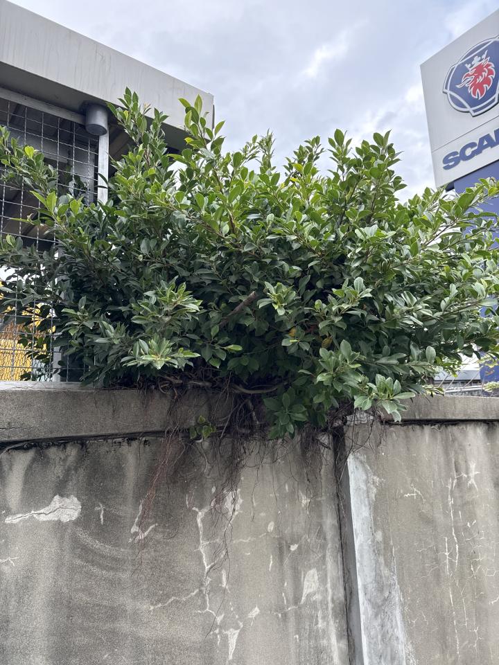 園藝維護案件圖片