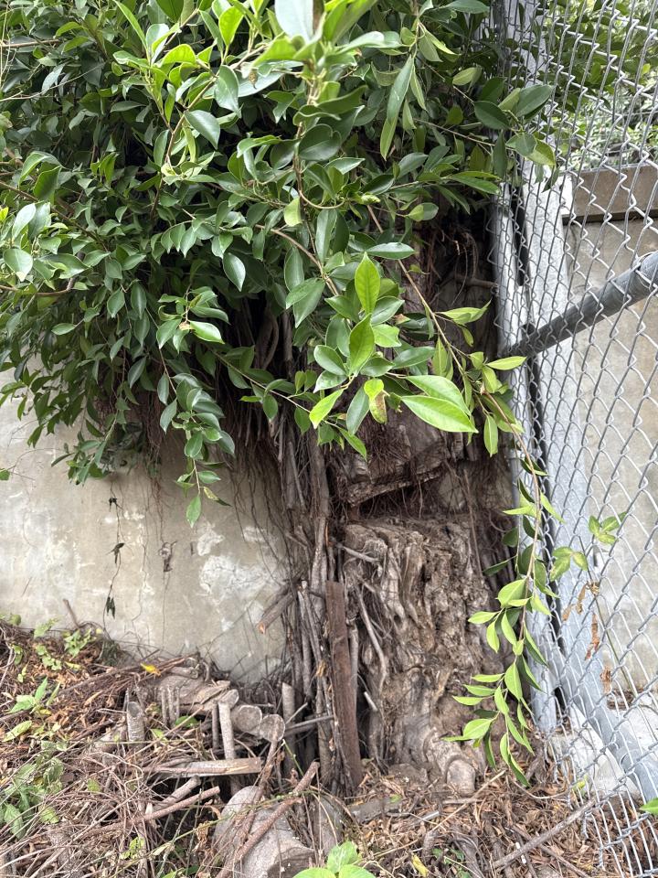 園藝維護案件圖片