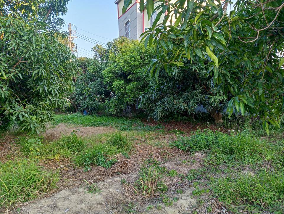 園藝維護案件圖片