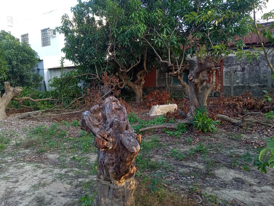 園藝維護案件圖片