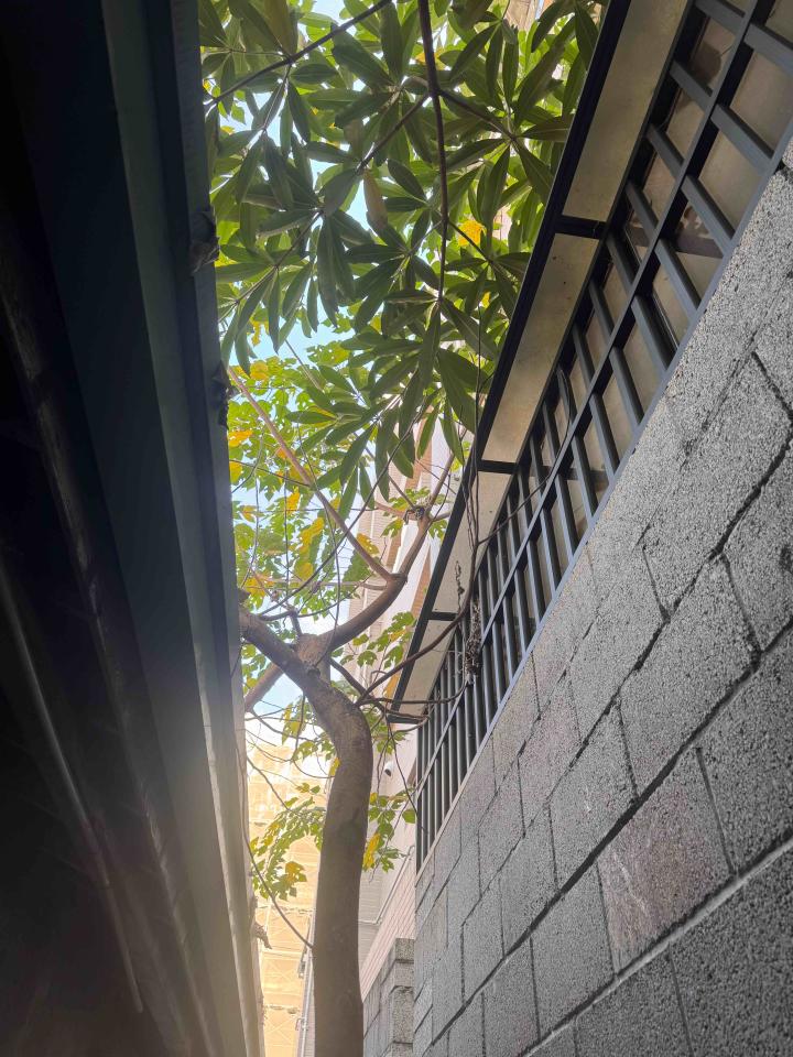 園藝維護案件圖片