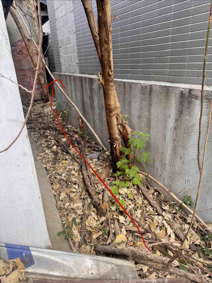 園藝維護案件圖片