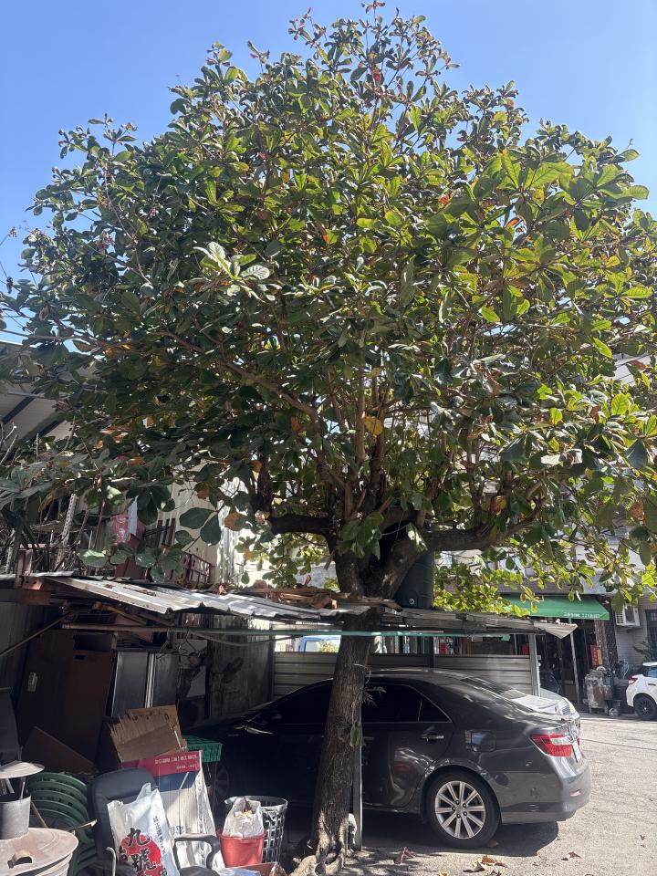 園藝維護案件圖片