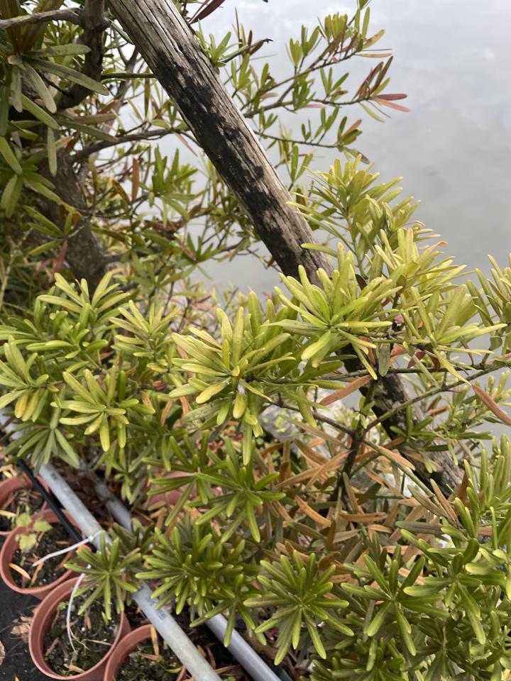 園藝維護案件圖片