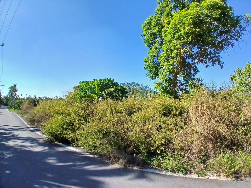 園藝維護案件圖片