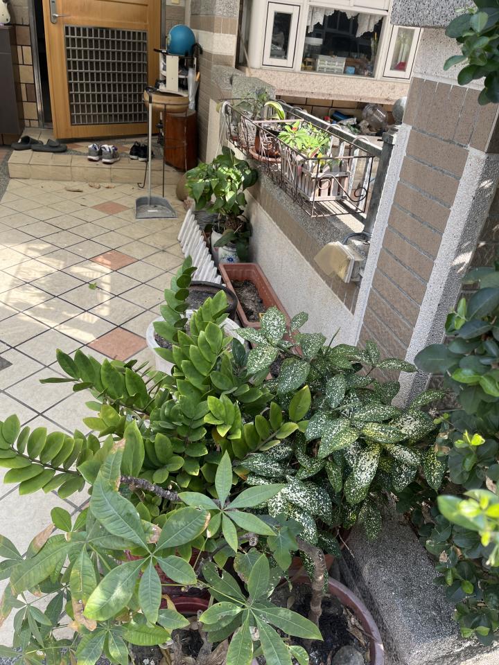 園藝設計案件圖片