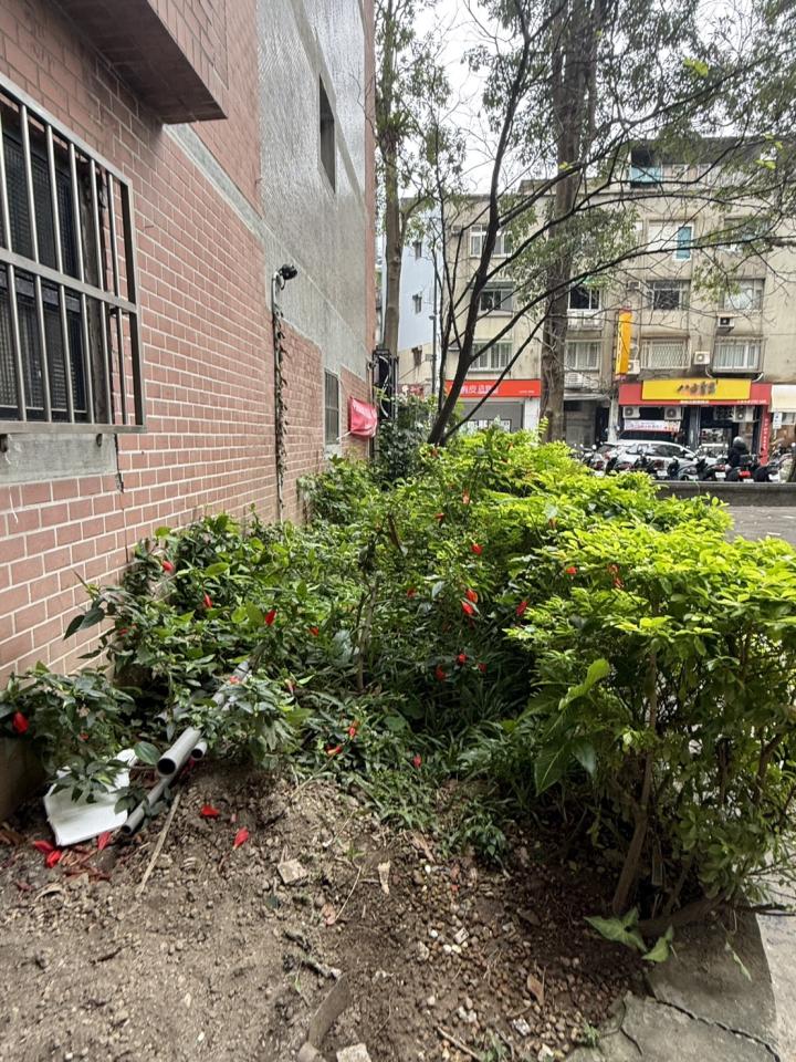 園藝維護案件圖片