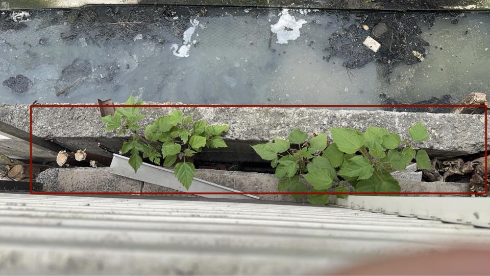 園藝維護案件圖片