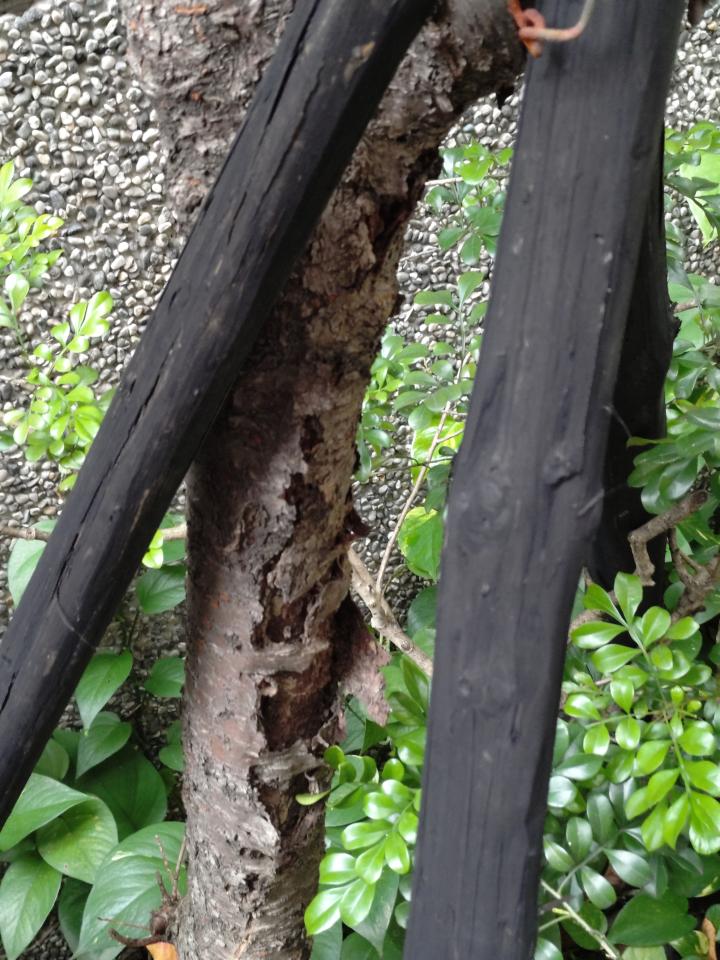 植物診療師案件圖片