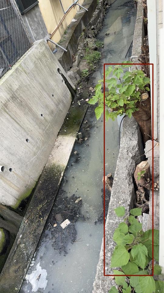 園藝維護案件圖片