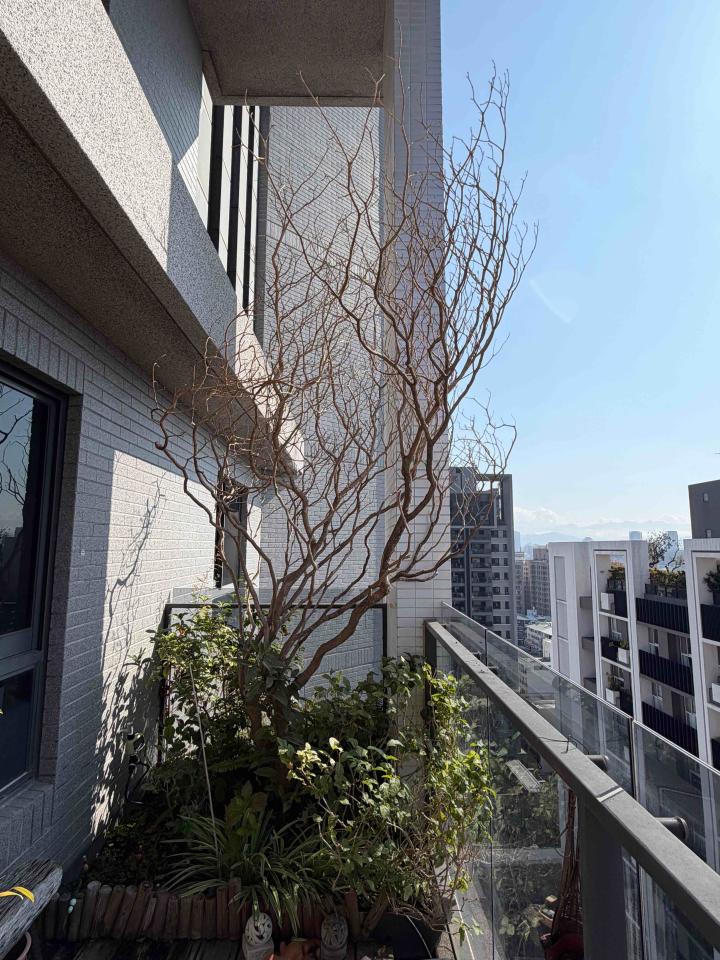 園藝維護案件圖片