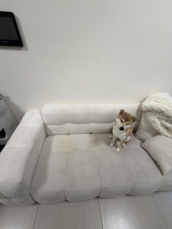 沙發清潔案件圖片