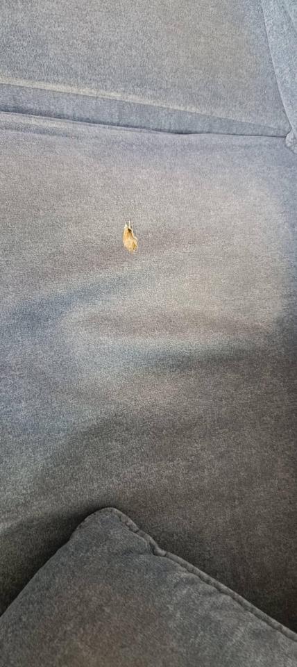 沙發修理案件圖片