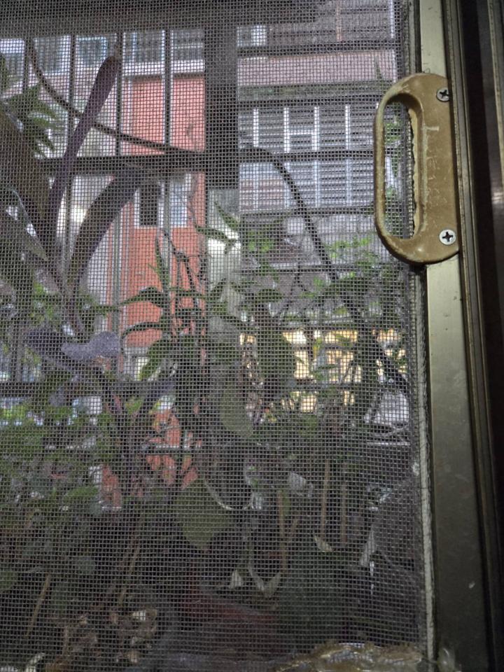 紗窗裝修案件圖片