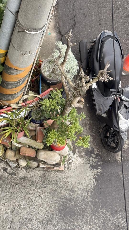 園藝維護案件圖片