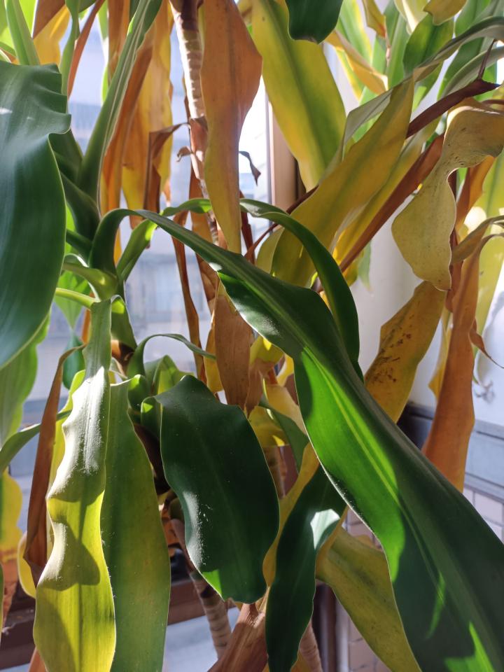 園藝維護案件圖片