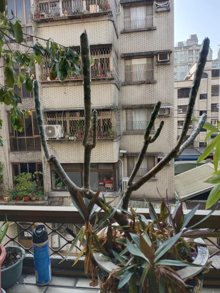 園藝維護案件圖片