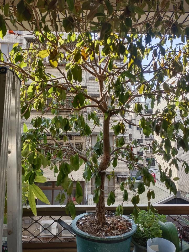 園藝維護案件圖片