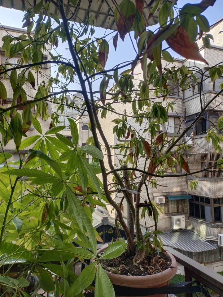 園藝維護案件圖片