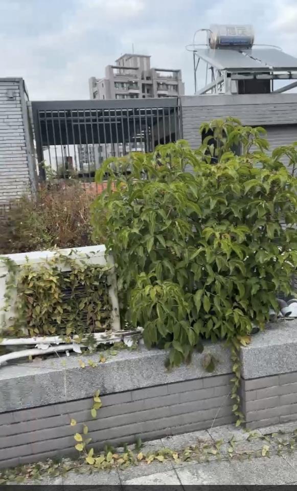 園藝維護案件圖片