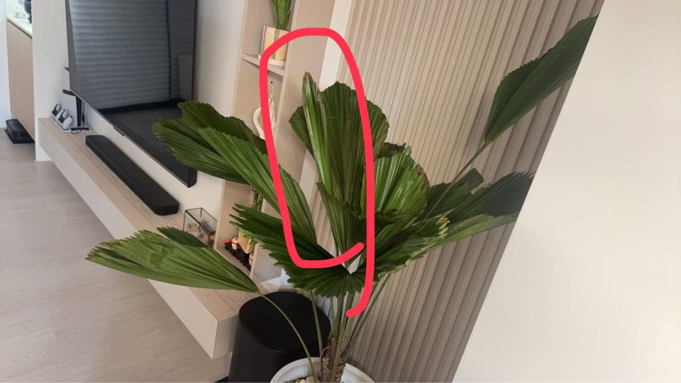 植物診療師案件圖片