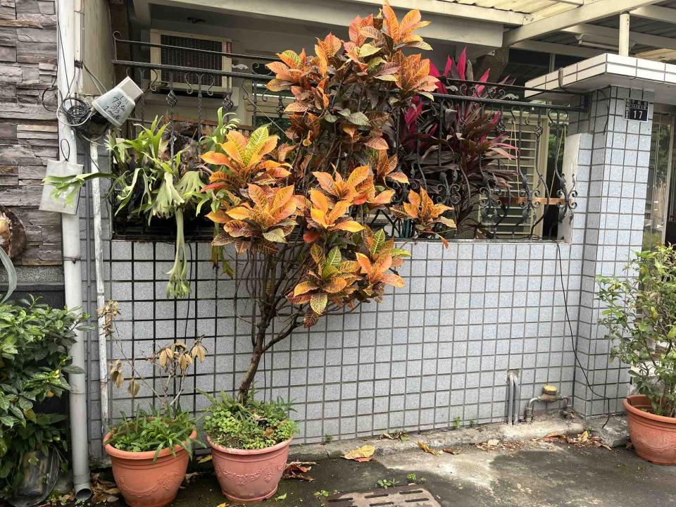 園藝維護案件圖片