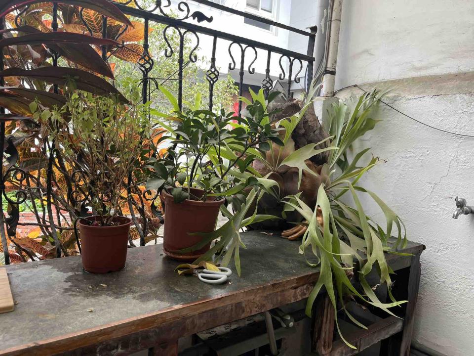 園藝維護案件圖片