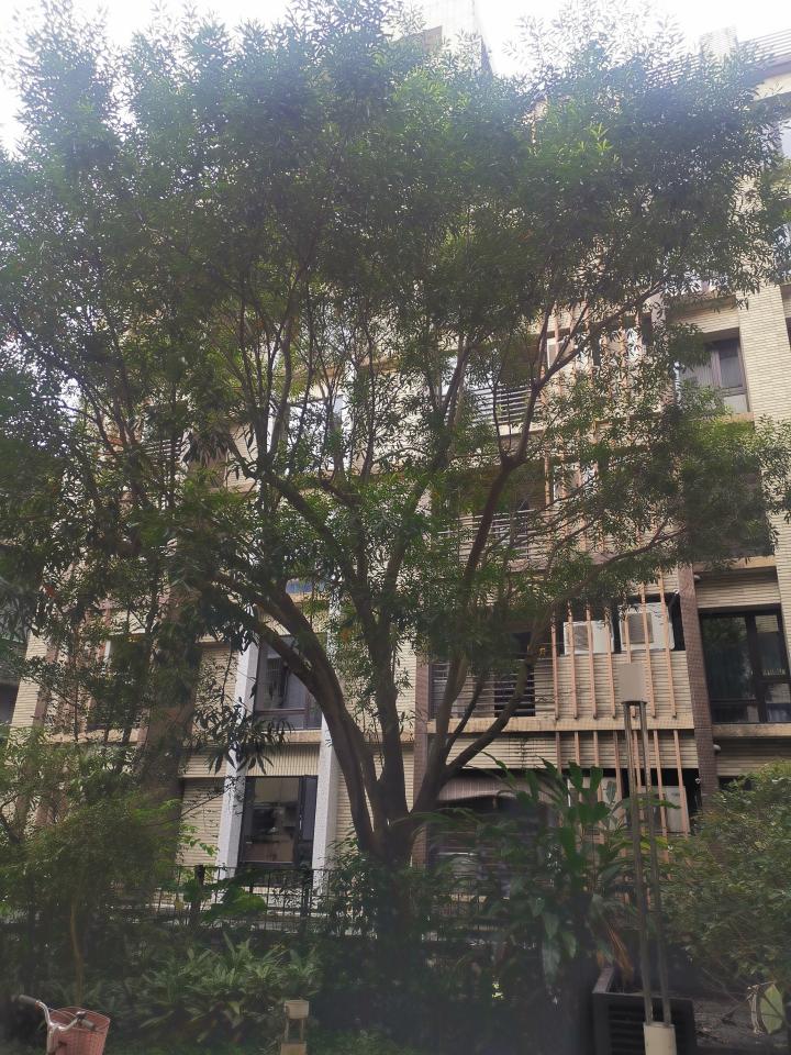 園藝維護案件圖片