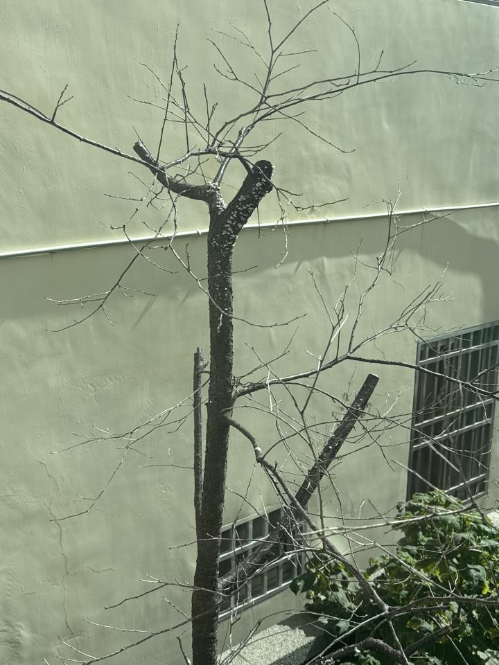 園藝維護案件圖片