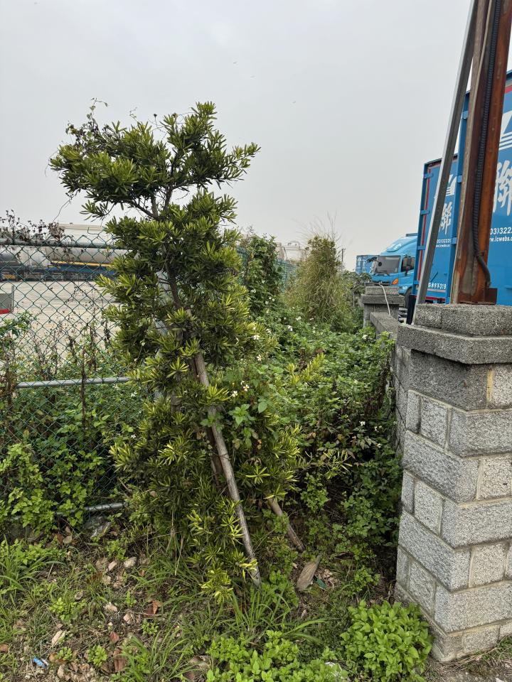 園藝維護案件圖片