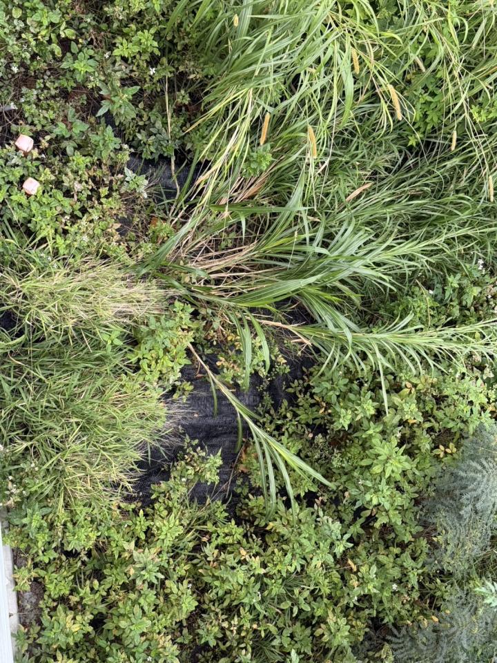 園藝維護案件圖片