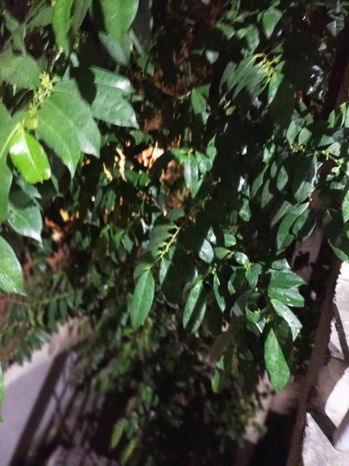 園藝維護案件圖片