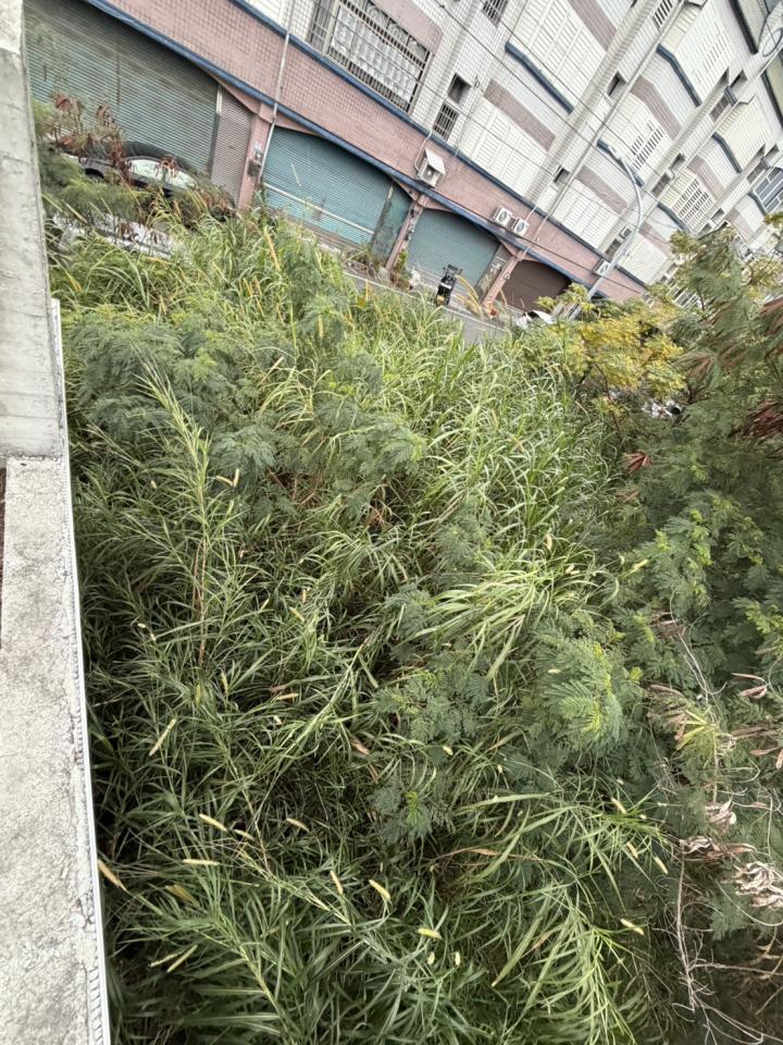 園藝維護案件圖片