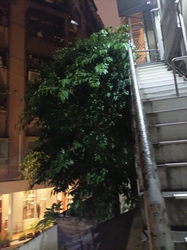 園藝維護案件圖片