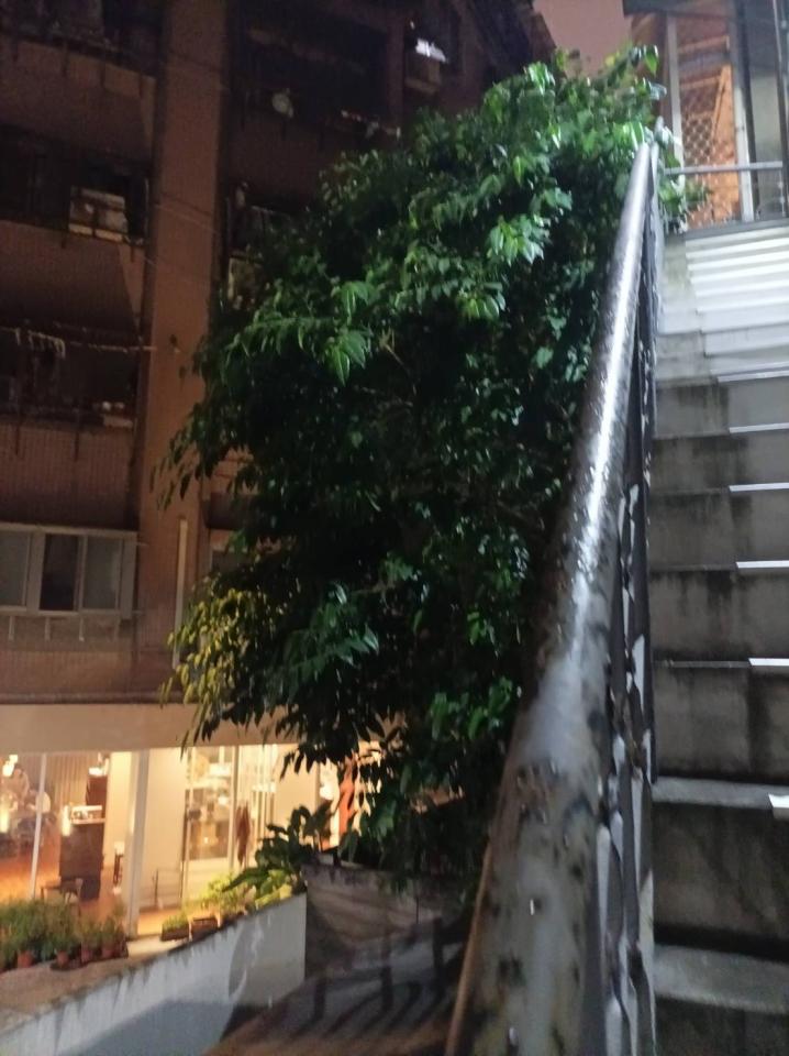 園藝維護案件圖片