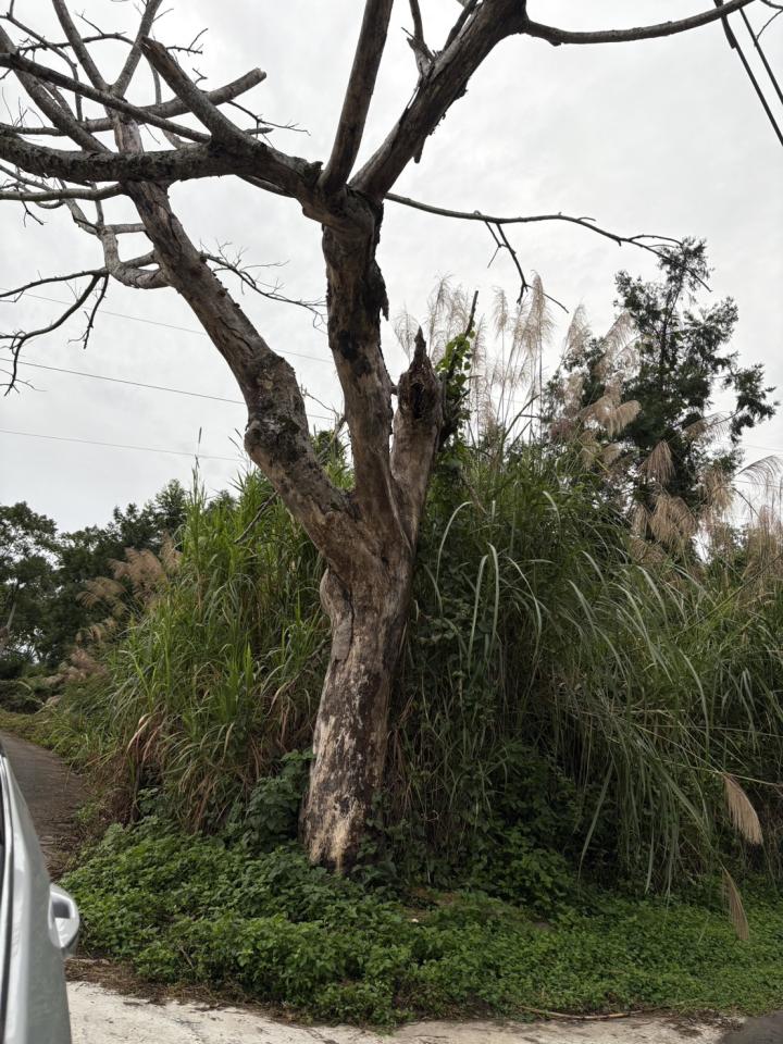 園藝維護案件圖片