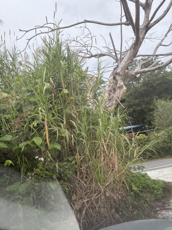 園藝維護案件圖片