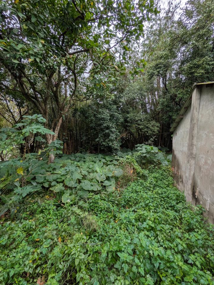 園藝維護案件圖片