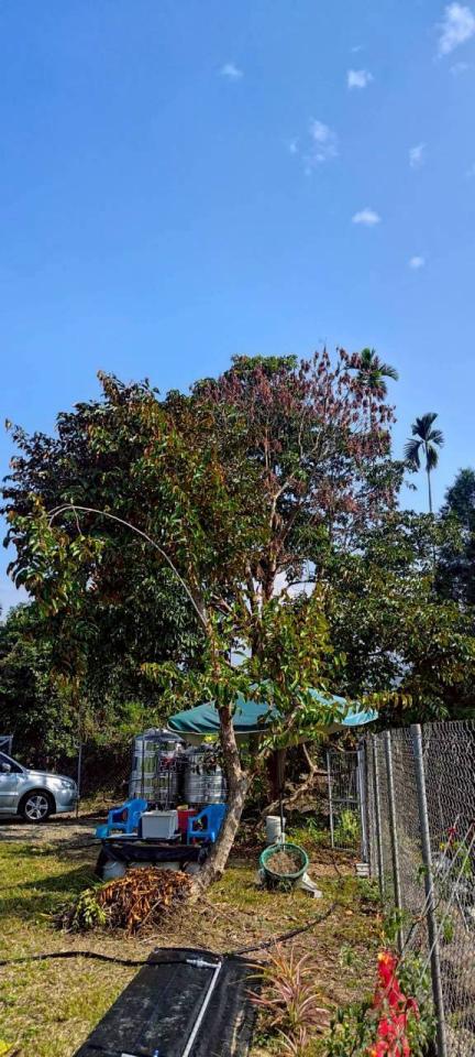 園藝維護案件圖片