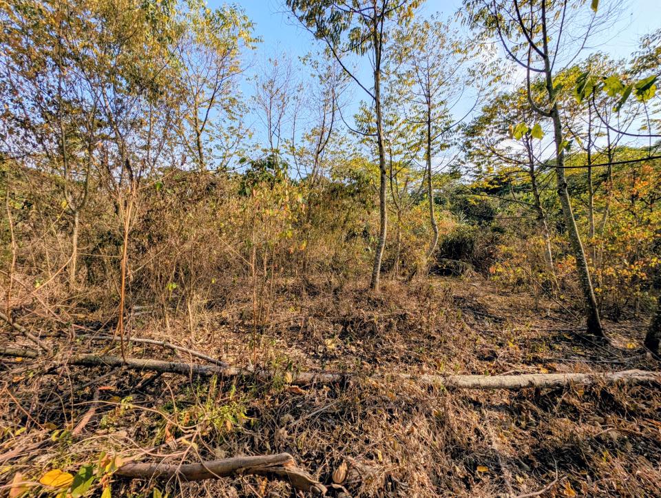 園藝維護案件圖片