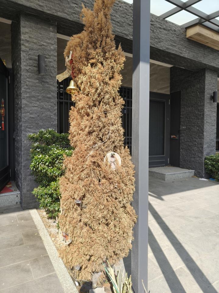 植物診療師案件圖片