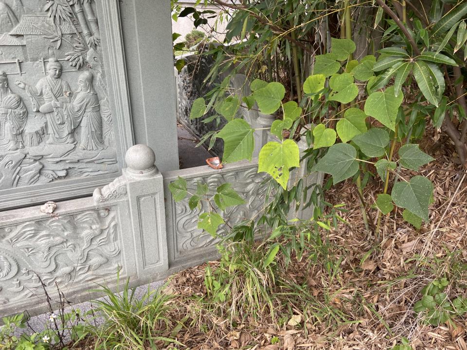 園藝維護案件圖片