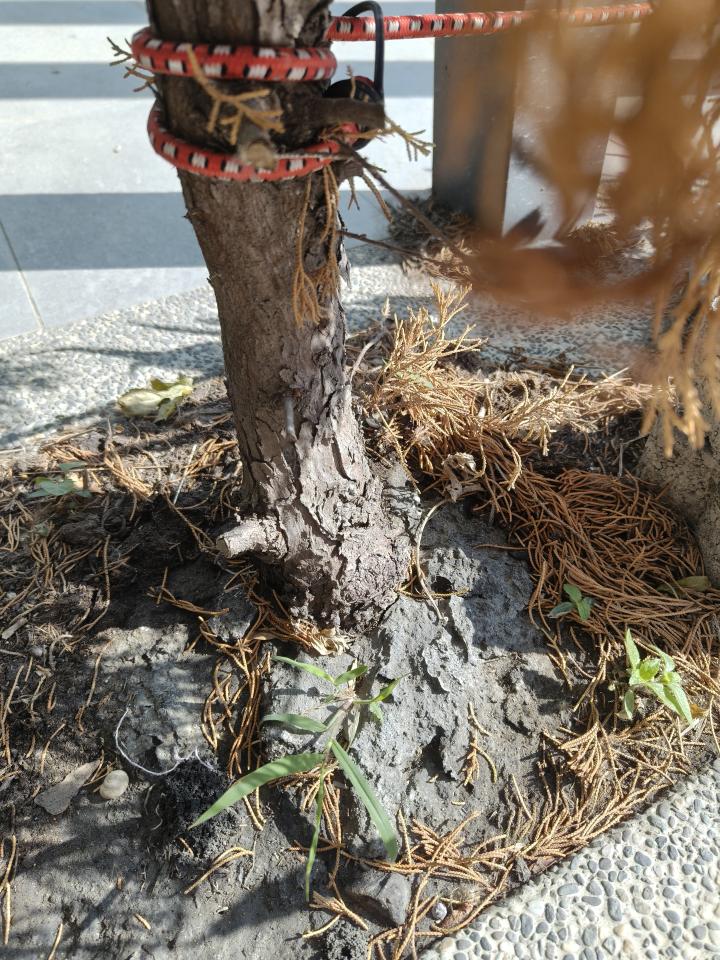 植物診療師案件圖片