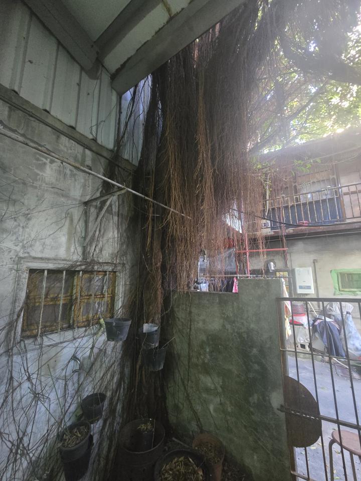 園藝維護案件圖片