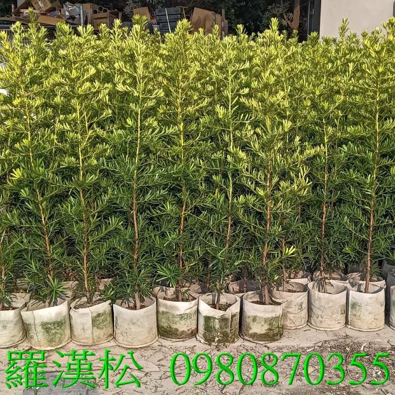 回頭車案件圖片