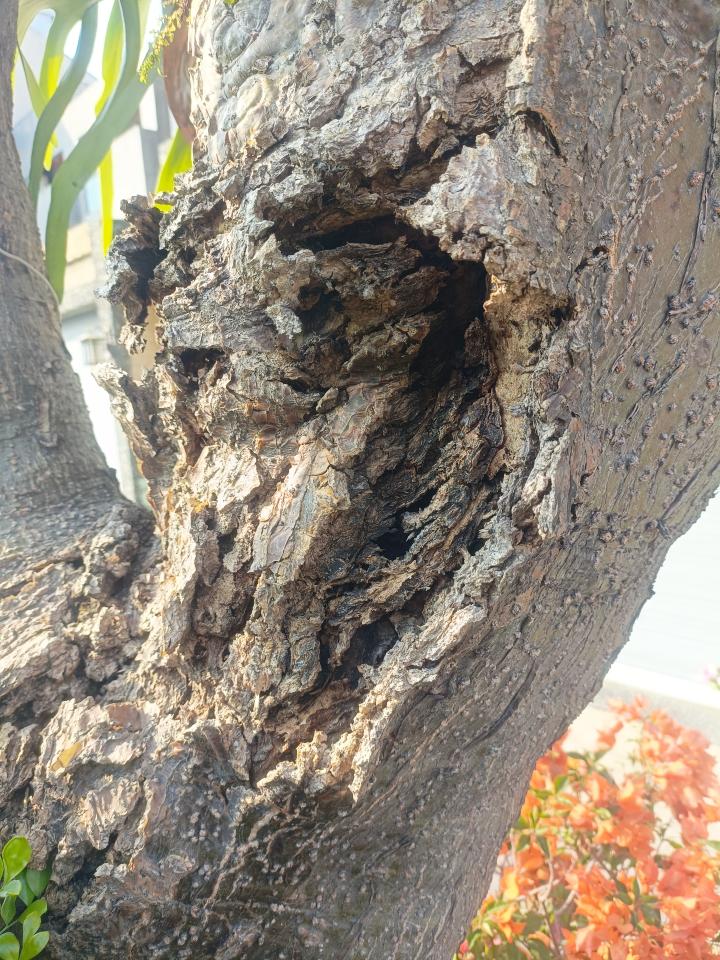 植物診療師案件圖片