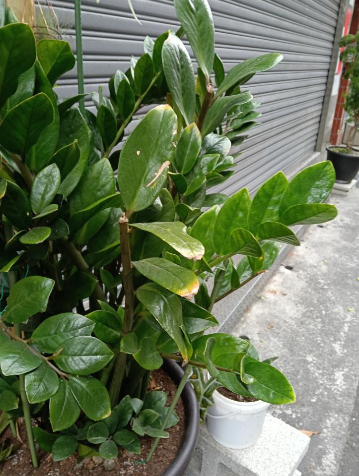 植物診療師案件圖片