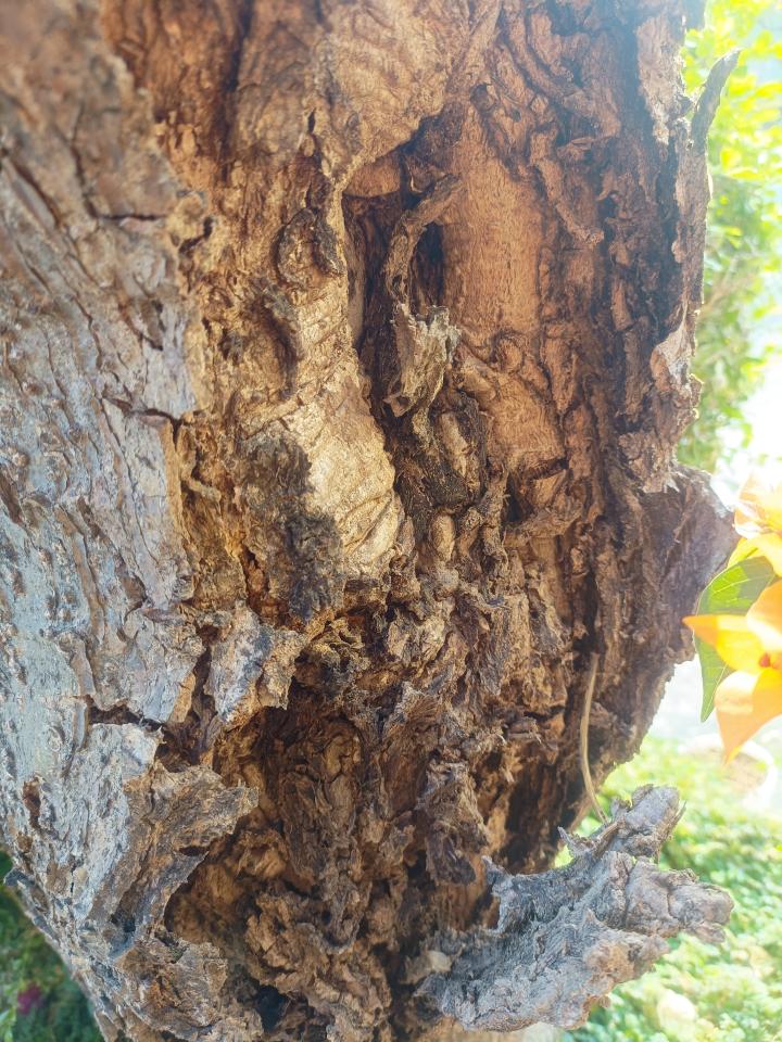 植物診療師案件圖片