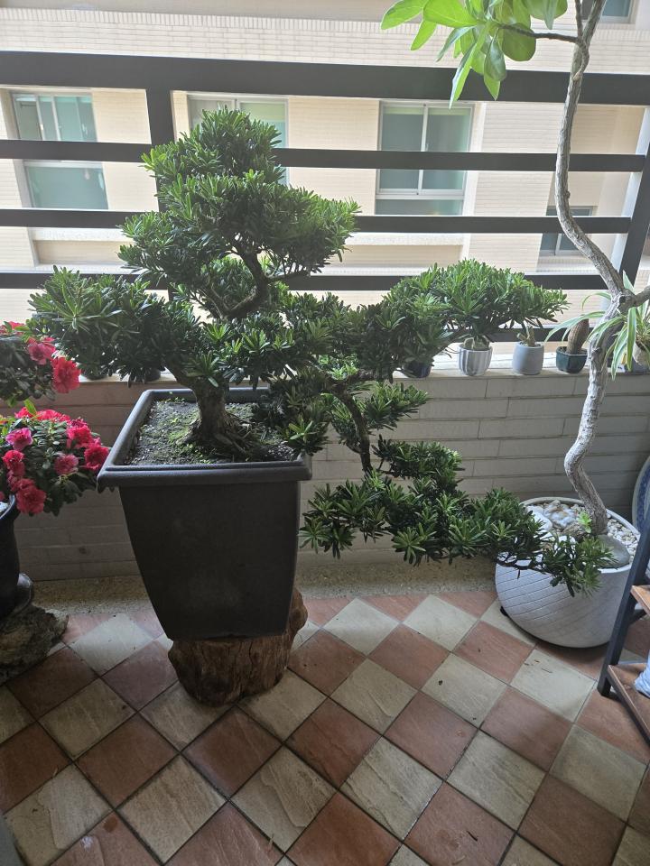 園藝維護案件圖片